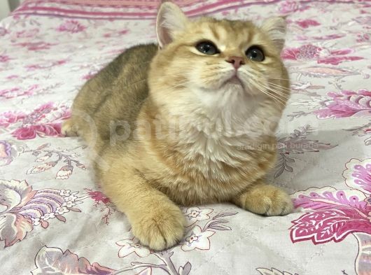 British Shorthair Safkan Bebekler görsel