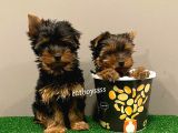Yorkshire Terrier Dişi Ve Erkek Yavrular