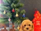 Safkan Toy Poodle Bebekler