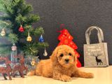 Sağlık Garantili Toy Poodle Yavrular