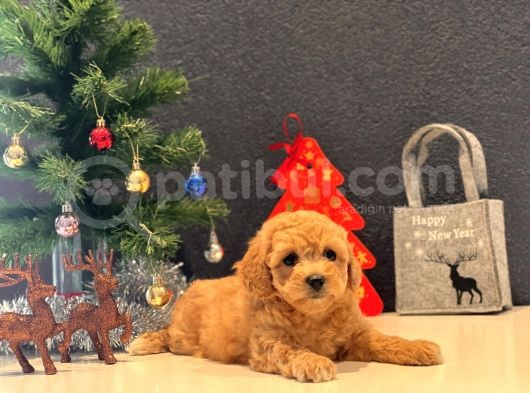 Sağlık Garantili Toy Poodle Yavrular görsel