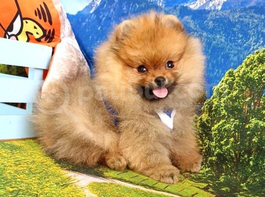 Orjinal Pomeranian Boo Yavrularımız görsel