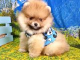 Orjinal Pomeranian Boo Yavrularımız