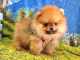 Safkan Boo Pomeranian Yavrularımız