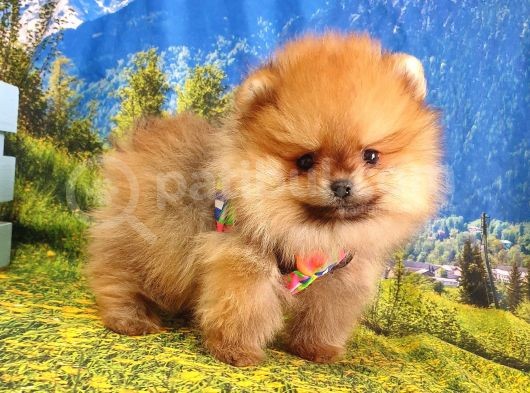 Safkan Boo Pomeranian Yavrularımız görsel