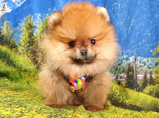 Safkan Boo Pomeranian Yavrularımız görsel
