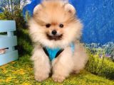 Teddy Face Pomeranian Boo Yavrularımız