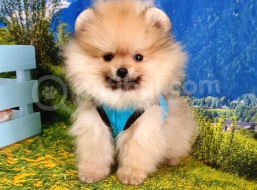 Teddy Face Pomeranian Boo Yavrularımız görsel