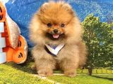 Orjinal Pomeranian Boo Yavrularımız
