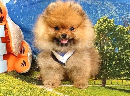 Orjinal Pomeranian Boo Yavrularımız görsel