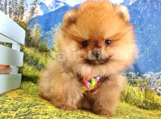 Safkan Boo Pomeranian Yavrularımız görsel