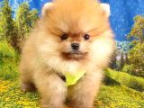 Teddy Face Pomeranian Boo Yavrularımız