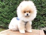 Safkan Boo Pomeranian Yavrularımız