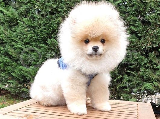 Safkan Boo Pomeranian Yavrularımız görsel