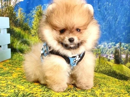 Orjinal Pomeranian Boo Yavrularımız
