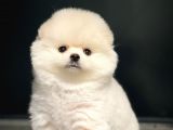 Ayı Surat Pomeranian Boo Yavrularımız