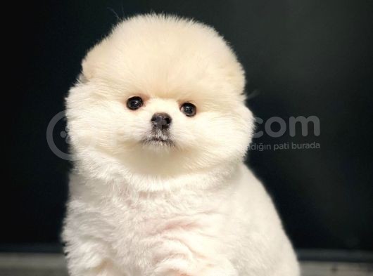 Ayı Surat Pomeranian Boo Yavrularımız görsel
