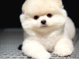 Ayı Surat Pomeranian Boo Yavrularımız