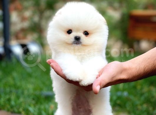Ayı Surat Pomeranian Boo Yavrularımız