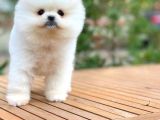 Ayı Surat Pomeranian Boo Yavrularımız