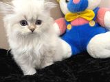 Dişi Blue Point Scottish Straight Long Hair Yavru