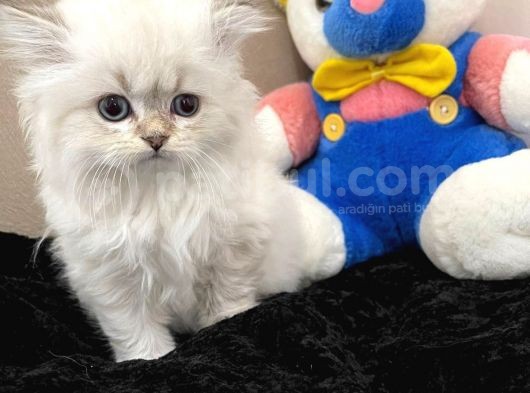 Dişi Blue Point Scottish Straight Long Hair Yavru görsel