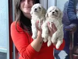 Maltese Yavrular (Bursa Köpek Okulu)