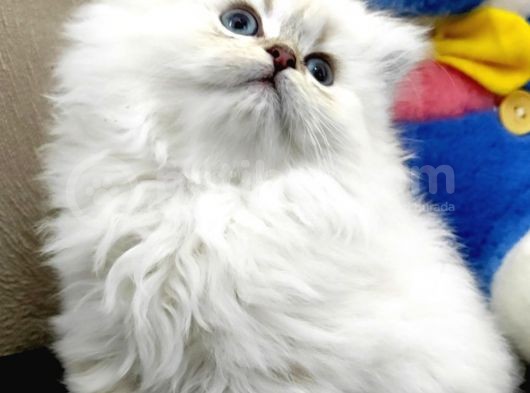 Dişi Blue Point Scottish Straight Long Hair Yavru