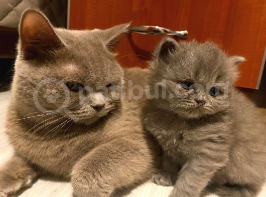 Scottish Straight Yavru Kedi