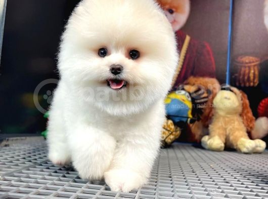 Yavru Patiler Güvencesiyle Pomeranian Yavrular