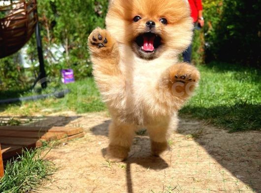 Yavru Patiler Güvencesiyle Pomeranian Yavrular görsel