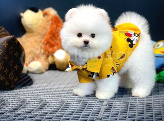 Yavru Patiler Güvencesi Ile Yeni Gelen Tedybear Pomeranian Yavrularımız görsel