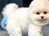 Yavru Patiler Güvencesiyle Pomeranian Yavrular