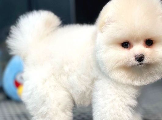 Yavru Patiler Güvencesiyle Pomeranian Yavrular görsel