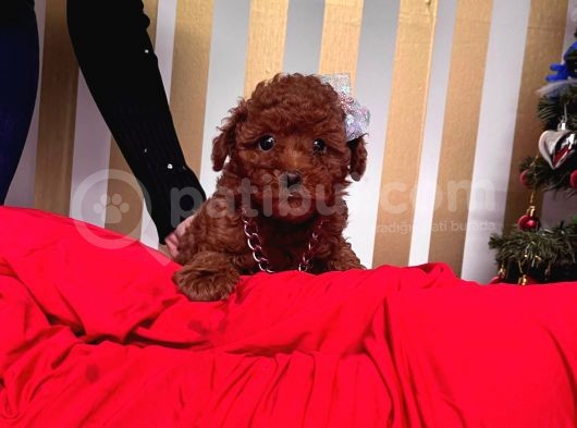 Red Brown Toy Poodle Yavrular