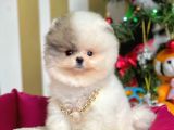 Ayı Surat Sevimli Mini Boy Pomeranian Yavrular