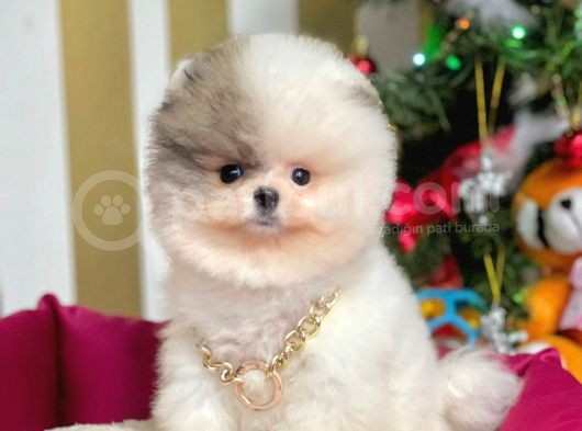 Ayı Surat Sevimli Mini Boy Pomeranian Yavrular görsel