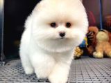 Yavru Patiler Güvencesiyle Pomeranian Yavrular