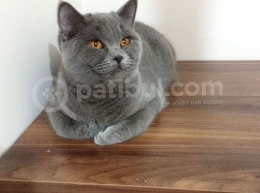 3 Tane Scottish Straight Dişi görsel