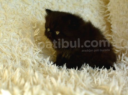 Si̇m Si̇yah Sifir Burun İran Persi̇an Yavrumuz görsel
