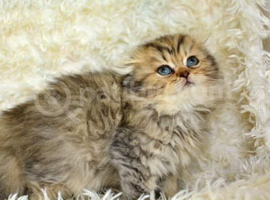 Kaplan Gi̇bi̇ Heybetli̇ Ny24 Golden Tabby Scotti̇sh Fold Longhai̇r görsel
