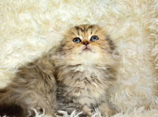 Kaplan Gi̇bi̇ Heybetli̇ Ny24 Golden Tabby Scotti̇sh Fold Longhai̇r görsel