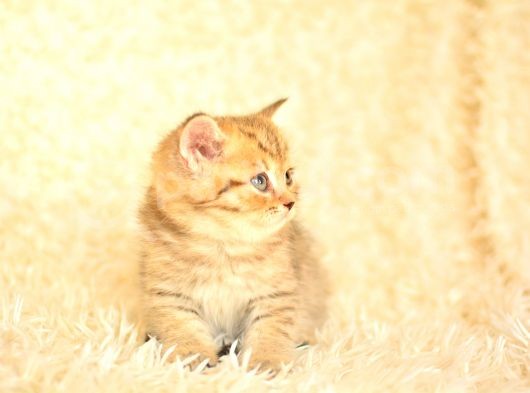 Golden Tabby Ny24 Bri̇ti̇sh Shorthai̇r