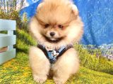 Teddy Face Pomeranian Boo Yavrularımız