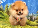 Satılık Pomeranian Boo Teddy Bear Yavrular