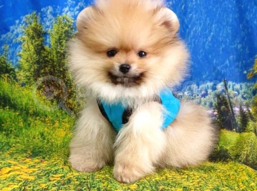 Orjinal Pomeranian Boo Yavrularımız görsel