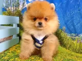 Satılık Pomeranian Boo Teddy Bear Yavrular