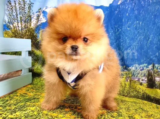 Satılık Pomeranian Boo Teddy Bear Yavrular görsel