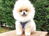 Tıraşlı Pomeranian Boo Erkek Yavrumuz
