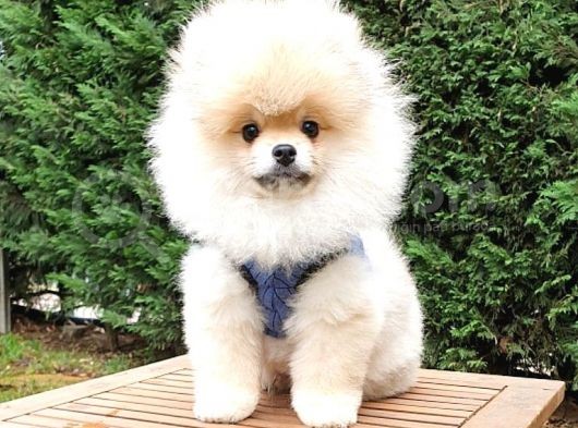 Tıraşlı Pomeranian Boo Erkek Yavrumuz görsel